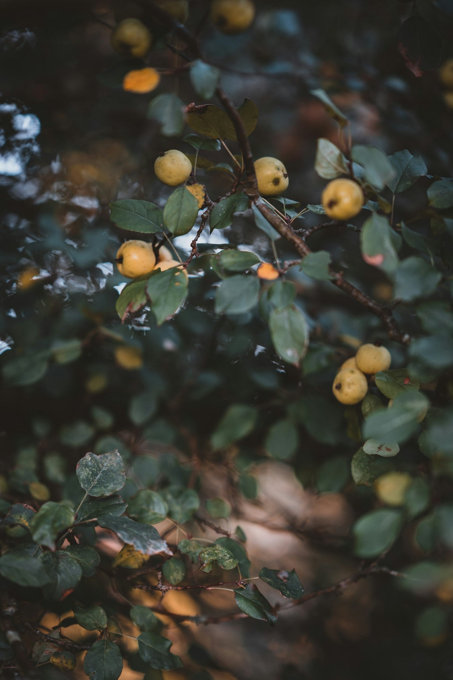 Wat maakt een voedselbos duurzaam?